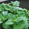 Melissa officinalis